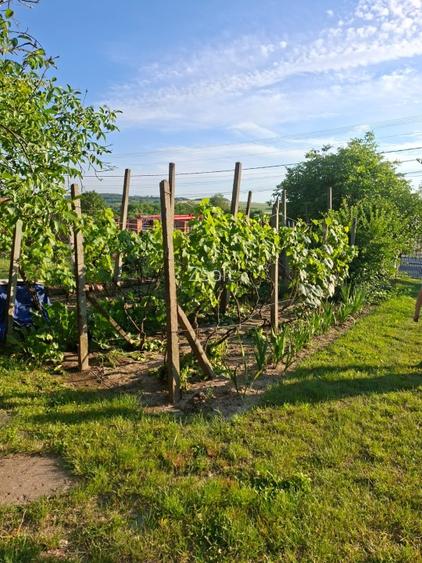 Teren intravilan zona Viile Satu Mare  - 5