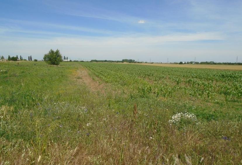 Teren Mihailesti. Intravilan, construibil. Super Oferta! Urgent!
