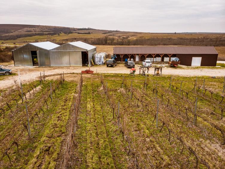 Vie de 115 Hectare în satul Dud, județul Arad