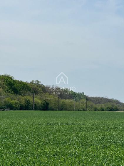 Vanzare teren 7.000 mp – Buftea, zona Tămași | lângă pădure