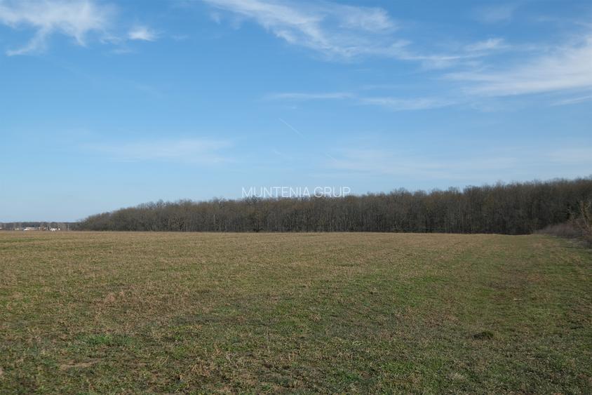 GANEASA, langa lac, padure si vile, 1075 mp. teren construibil - 7