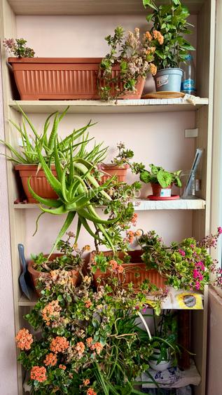 Garsoniera Rahova - Soseaua Alexandriei, Bidi Trans - 12