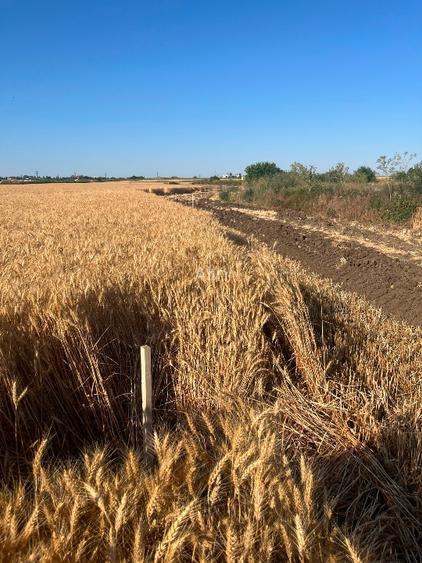 Teren Strada Tisei - Isaran Green ( Aurel Vlaicu ) - 4