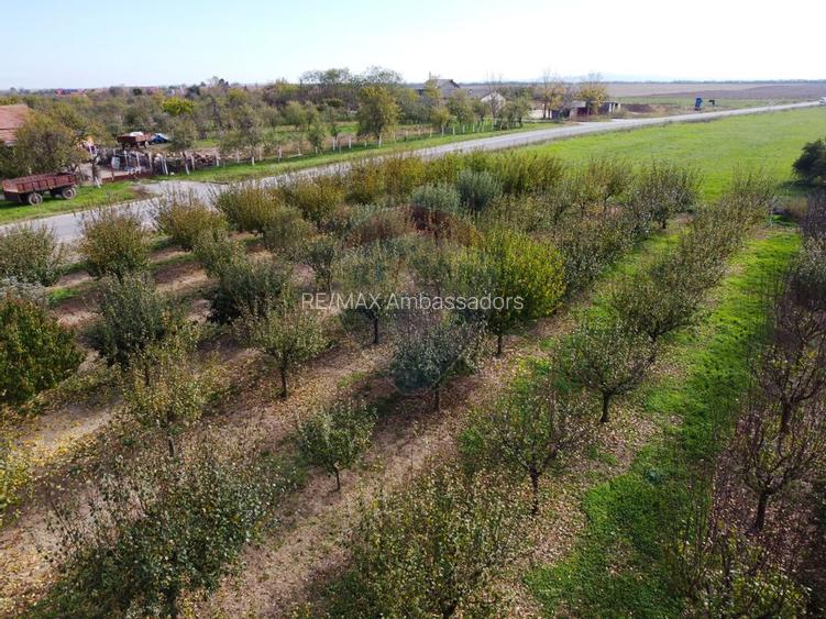 De vânzare teren cu livadă in Sârbova! - 5