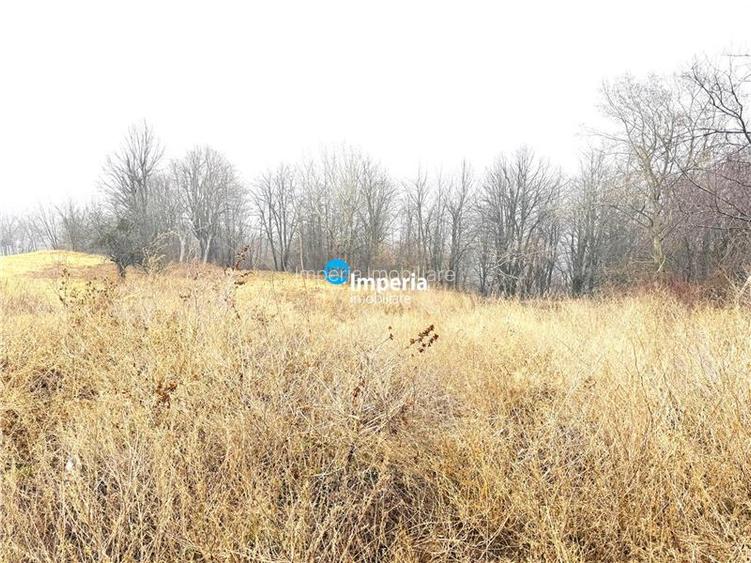 Casa P 4 cam, 2 bai, 500 mp, Paun  Bucium - 8