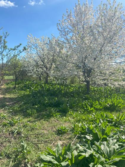 De vanzare teren Ciolpani intravilan / schimb cu apartament in Bucuresti - 5