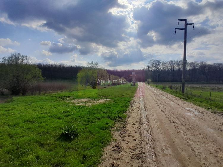DE VANZARE TEREN 3400 MP IN SAT PODU ILFOVAT / COM BUTURUGENI (GR) - 12