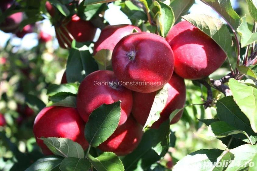 Vand casa la 120 km de Bucuresti. - 7