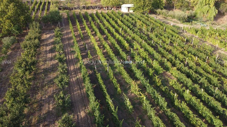 Teren intravilan Tecuci/Podgorie si Pomi Fructiferi/5000 mp - 4