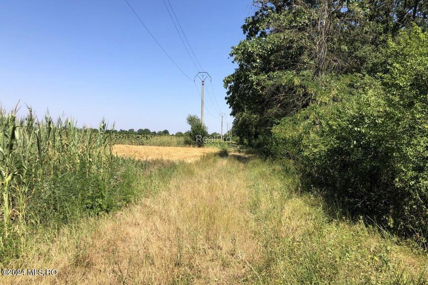 Moara Vlasiei - langa Padurea Biglaru, 11.884 mp, deschidere 40 ml! - 10