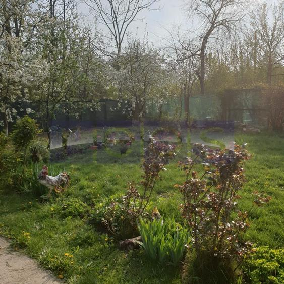 VANZARE VILA | P+1+M | ZONA NICOLAE GRIGORESCU - 6