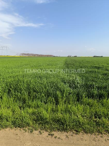 Frumusani DN 4 Popas-20km de Bucuresti , posibilitate parcelare - 4