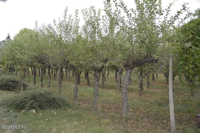 Maracineni - Argeselu, Popas - Restaurant - Cazare, teren 2787 mp - 23