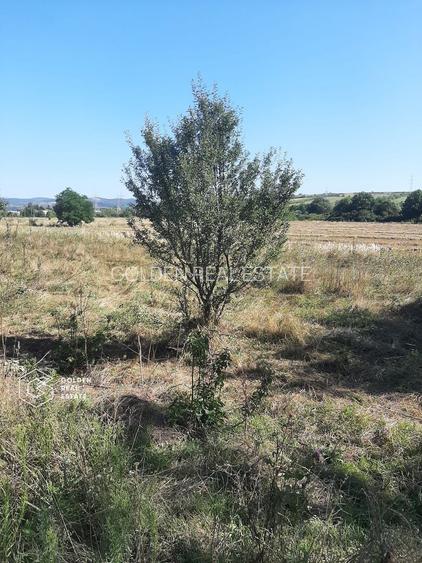 Terenuri 1300 mp, Lipova - 3