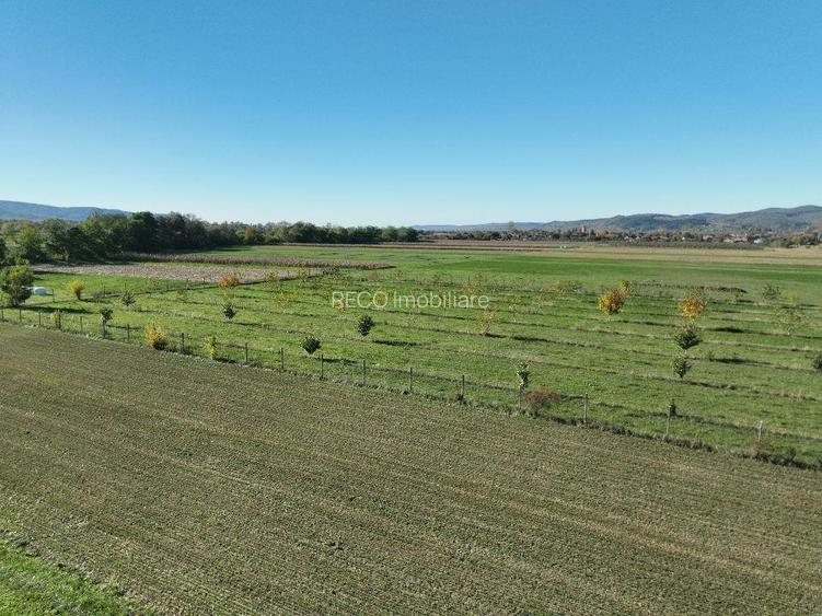 RECO, Teren cu livada de nuci, Zona Auseu, Bihor - 13