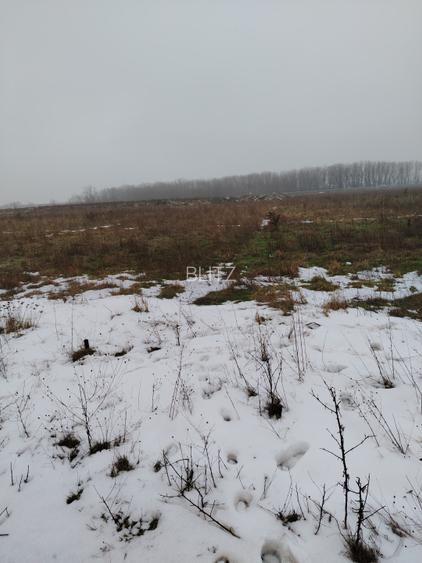 Teren 1000 mp, Carcea, front 11,57m - 2