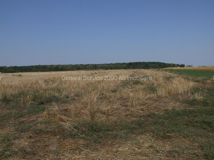 Teren Clinceni-Ordoreanu padure - 2