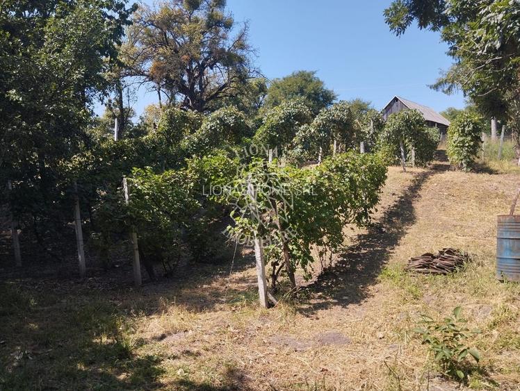 Teren intravilan 2828 mp+autorizatie casa-anexe-livada-Dorolea - 6