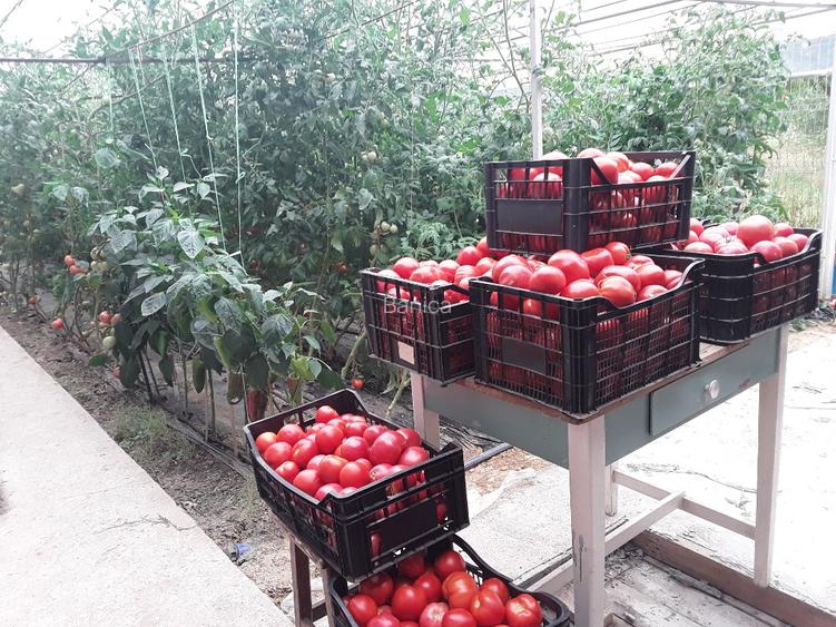 Casa situata  la poalele dealurilor subcarpatice in zona pomicola. - 13