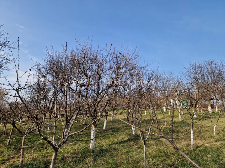 Teren - Roman  -Trifesti - ieșire la lac - livada pe rod - 7