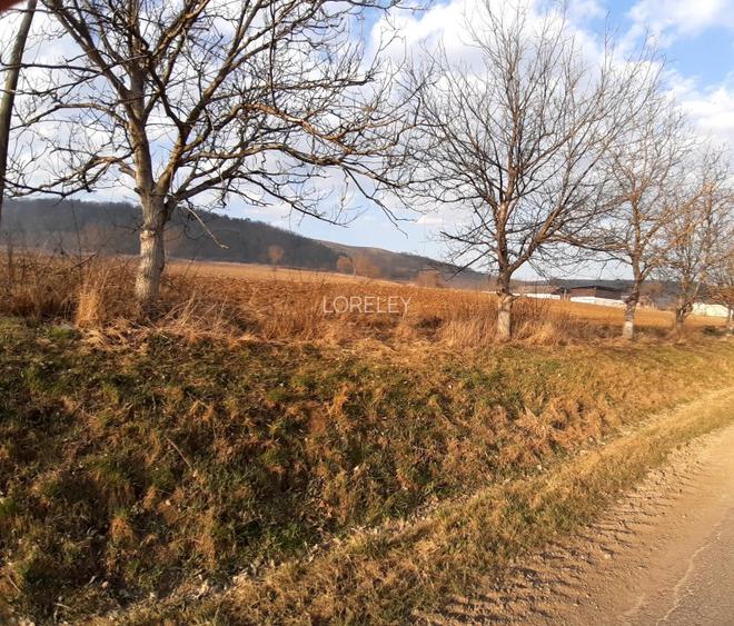 Investitie ideala in Coroi! Constructii cu 4.6 ha teren. - 14