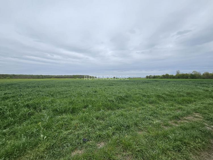 Teren de vânzare 18.000 mp – Clinceni, zona Ordoreanu | Oportunitate investiție - 4