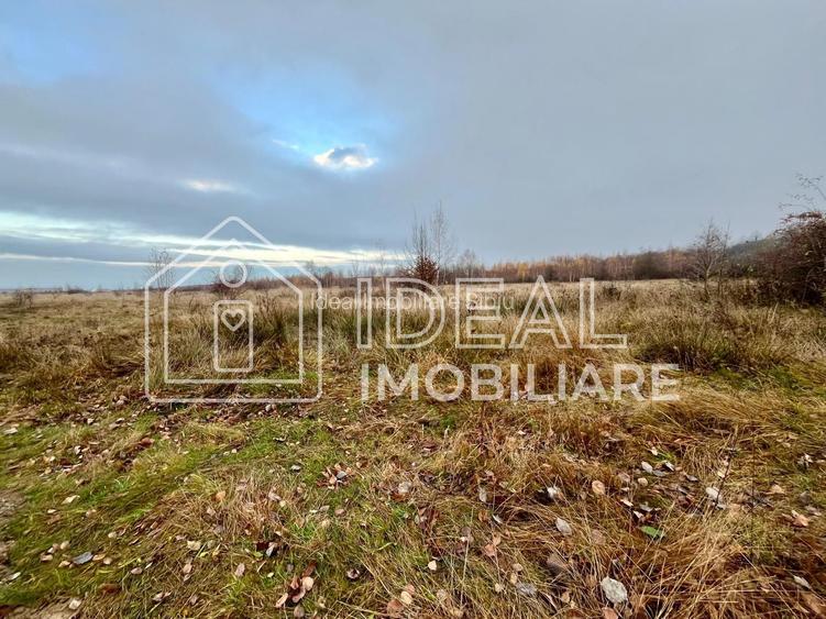 Teren extravilan 6.500 mp – Cârțișoara | Comision 0% - 6
