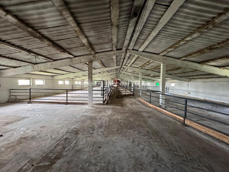 Ferma de vanzare Vitanesti Teleorman - 10