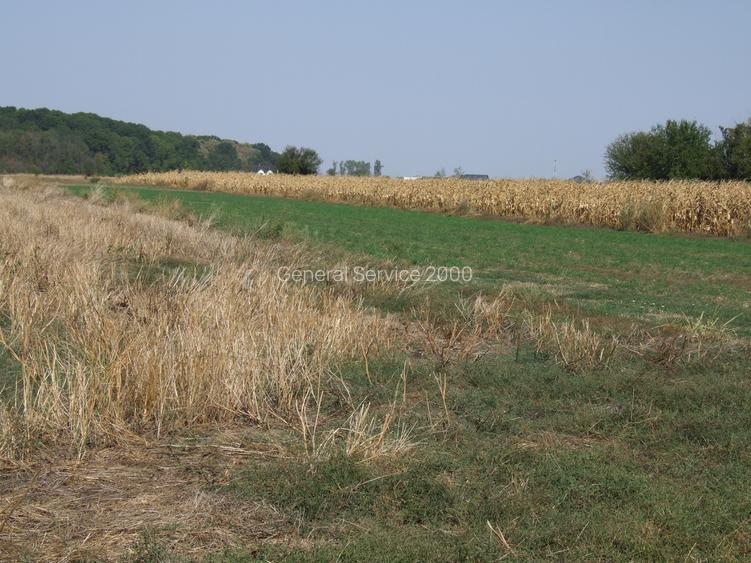 Teren Clinceni-Ordoreanu padure - 3