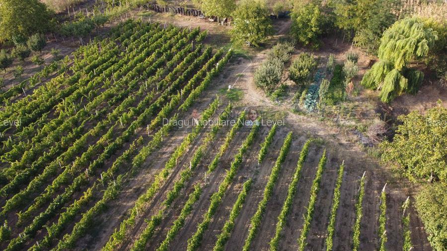 Teren intravilan Tecuci/Podgorie si Pomi Fructiferi/5000 mp - 13