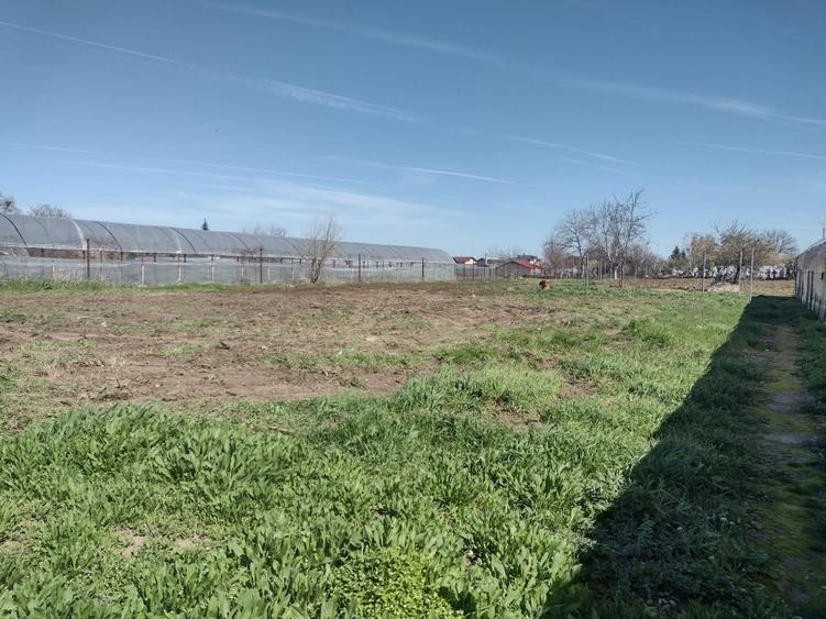 Vand Teren mare si ieftin la 10km de Bucuresti, asfalt, transport RATB