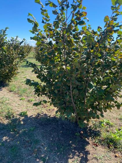 Vanzare plantatie pomicola ALUN pe rod 10,8 HA, hala productie, utilaje
