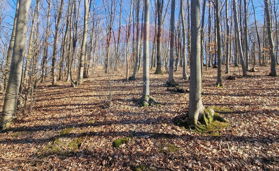 Teren de Vânzare în Pâncești (Sascut) - 12