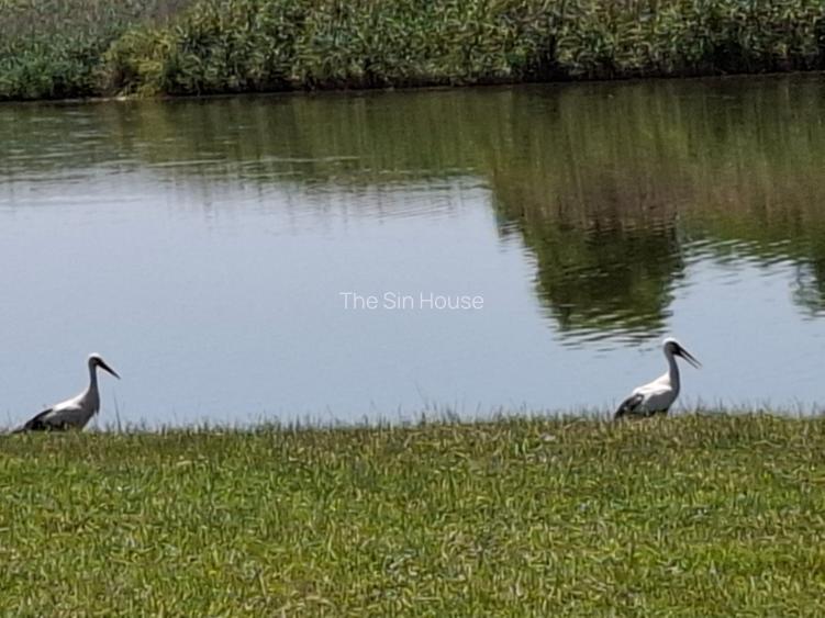 Închiriez Baltă de Pescuit – 12 Ha de Relaxare și Capturi - 8