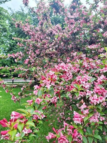 Proprietate Piatra Neamt- Vila cocheta cu garaj, beci si teren - 23