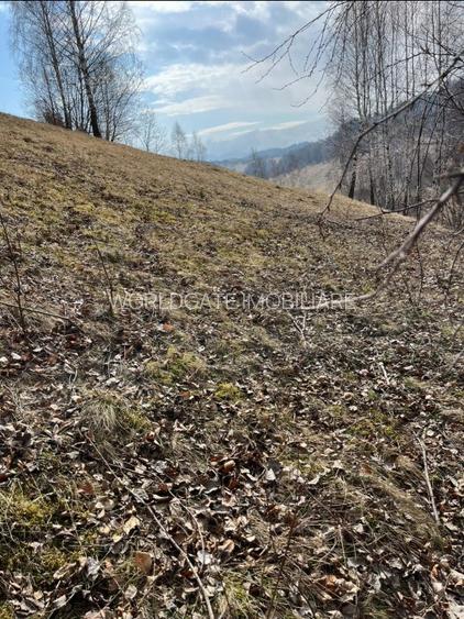 Vanzare Teren cu Punct de Belvedere in Moieciu zona Magura-Pestera - 22