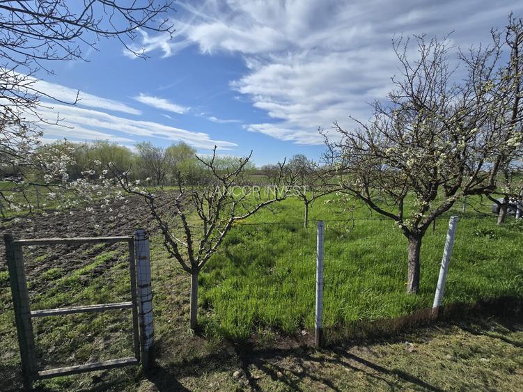 TEREN INTRAVILAN -1300 mp CURTISOARA - 5