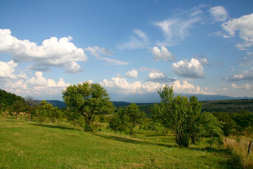 Teren extravilan de vânzare | 600 mp | Daia Nouă
