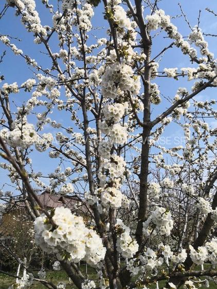 FARA COMISIOANE casa cu 6 camere 2 bucatarii P+1 TIGLA PISCINA BECI GARAJ - 21
