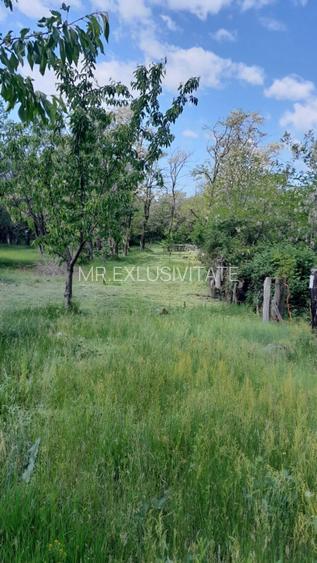Teren extravilan de vânzare – Stănești, 3.861 mp, livadă de cireși - 11