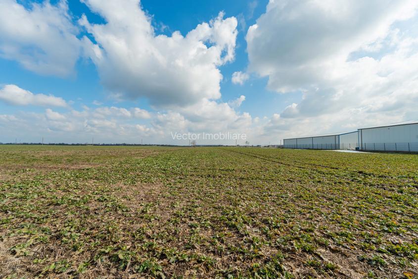 Teren intravilan Belciugatele*300 m de DN*Linie de tensiune medie*Plata in rate - 6