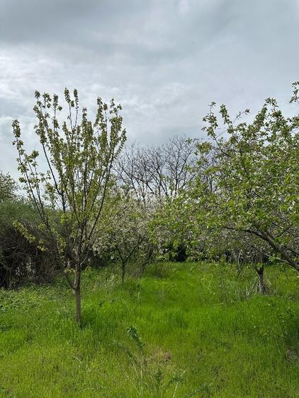 Vând teren intravilan stradal , posibilitate  parcelare  - 6