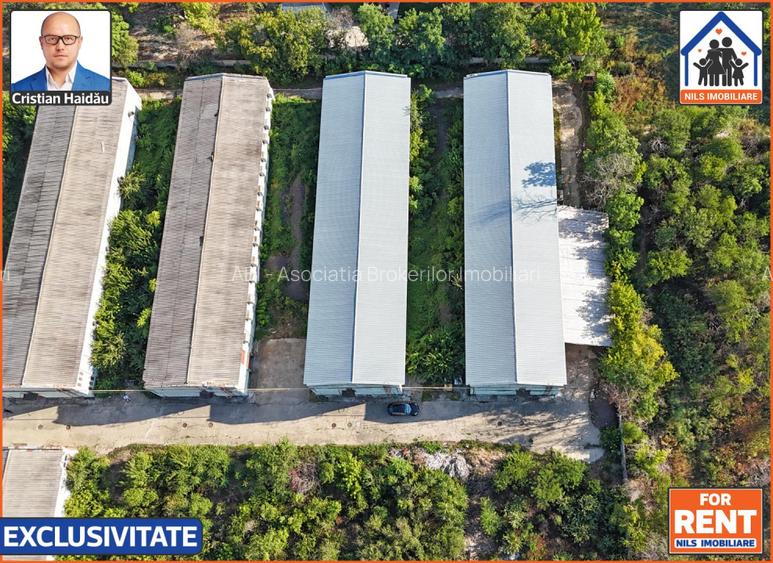 Hale de inchiriat in 1 Decembrie Ilfov | NILS Imobiliare - 3