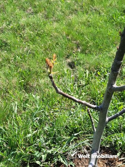 Teren extravilan 2000 mp, împrejmuit, panoramă superbă – Sălicea (Cluj) - 6