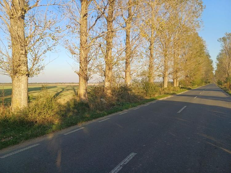 Lipia deschidere la DJ 101B ( Snagov-Nuci) - 5