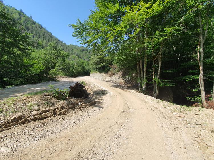 Padure zona Nehoiu  6H – 0,6 euro/mp - 2