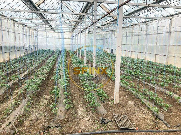 De vanzare ferma Calarasi in stare de conservare - sere - livada  - 5