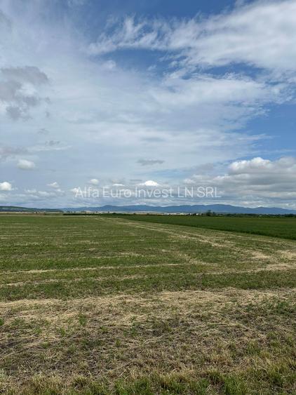 TEREN ARABIL HALCHIU-CODLEA - 2