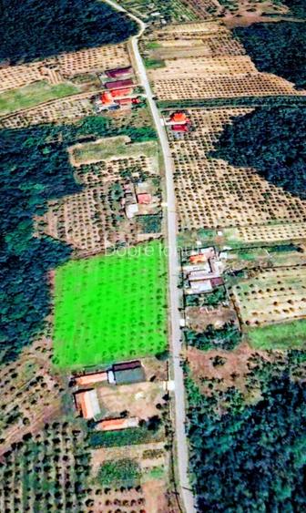 Teren vanzare, 8000 m2, Danicei, Cuca, Arges - 4