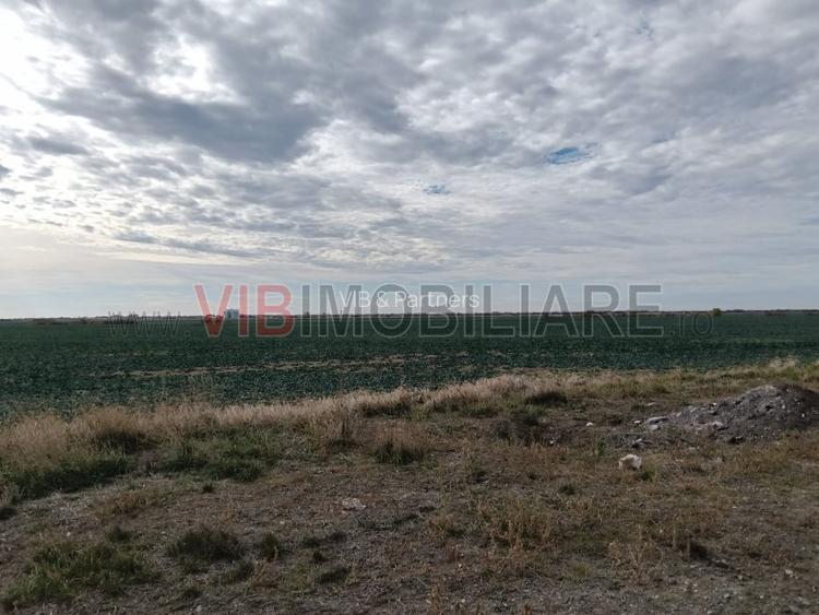 Ferma Agricolă 1.350 Hectare – Grad de Comasare 96–97%, Chișineu Criș, Județul A - 8